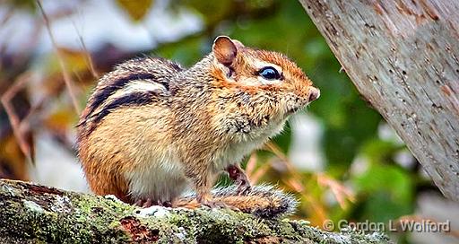 Chipmunk On A Split Rail_DSCF21327.jpg - Eastern Chipmunk (Tamias striatus) photographed near Lindsay, Ontario, Canada.